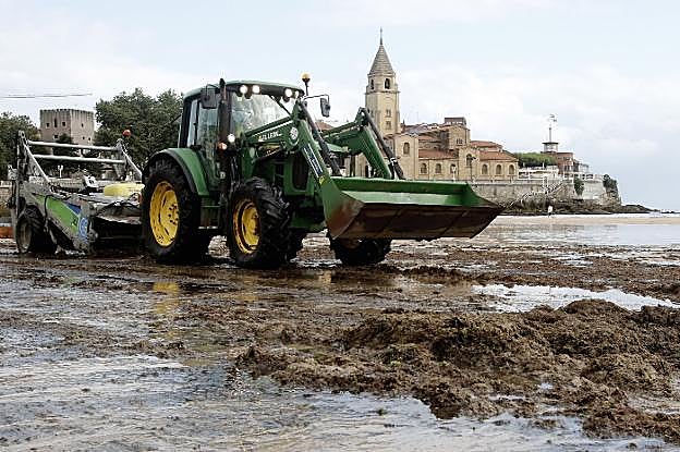 Un tractor recogiendo ocle el pasado julio en la playa de San Lorenzo en Gijón