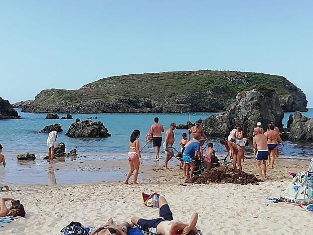 Los propios bañistas y campistas retiran el ocle acumulado en la playa de Sorraos, en la localidad llanisca de Barro