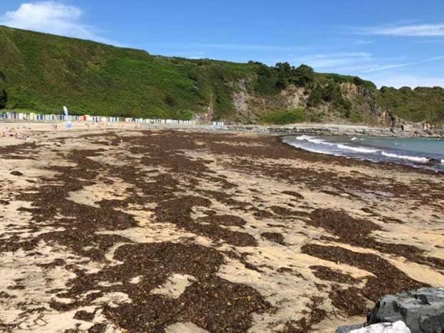Algas acumuladas en la playa Tercera de Luarca