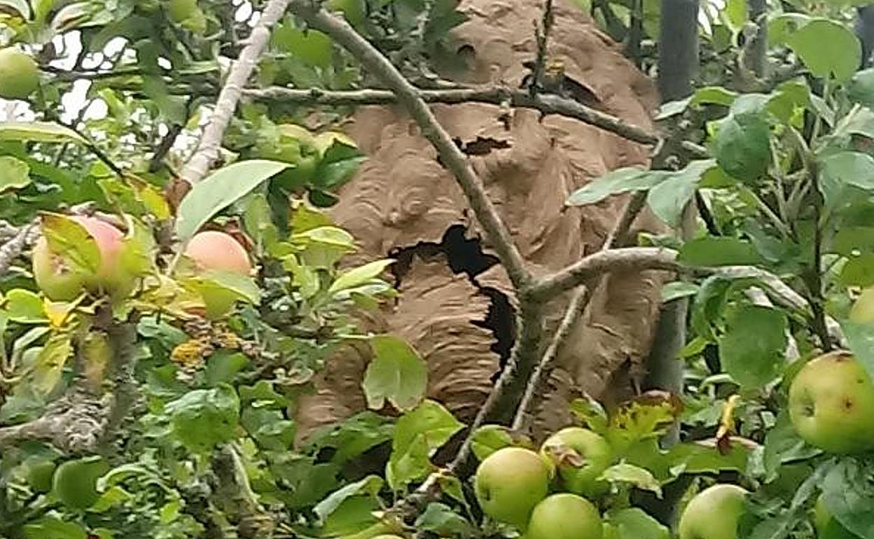 Nido de avispas asiáticas hallado en Santurio. 