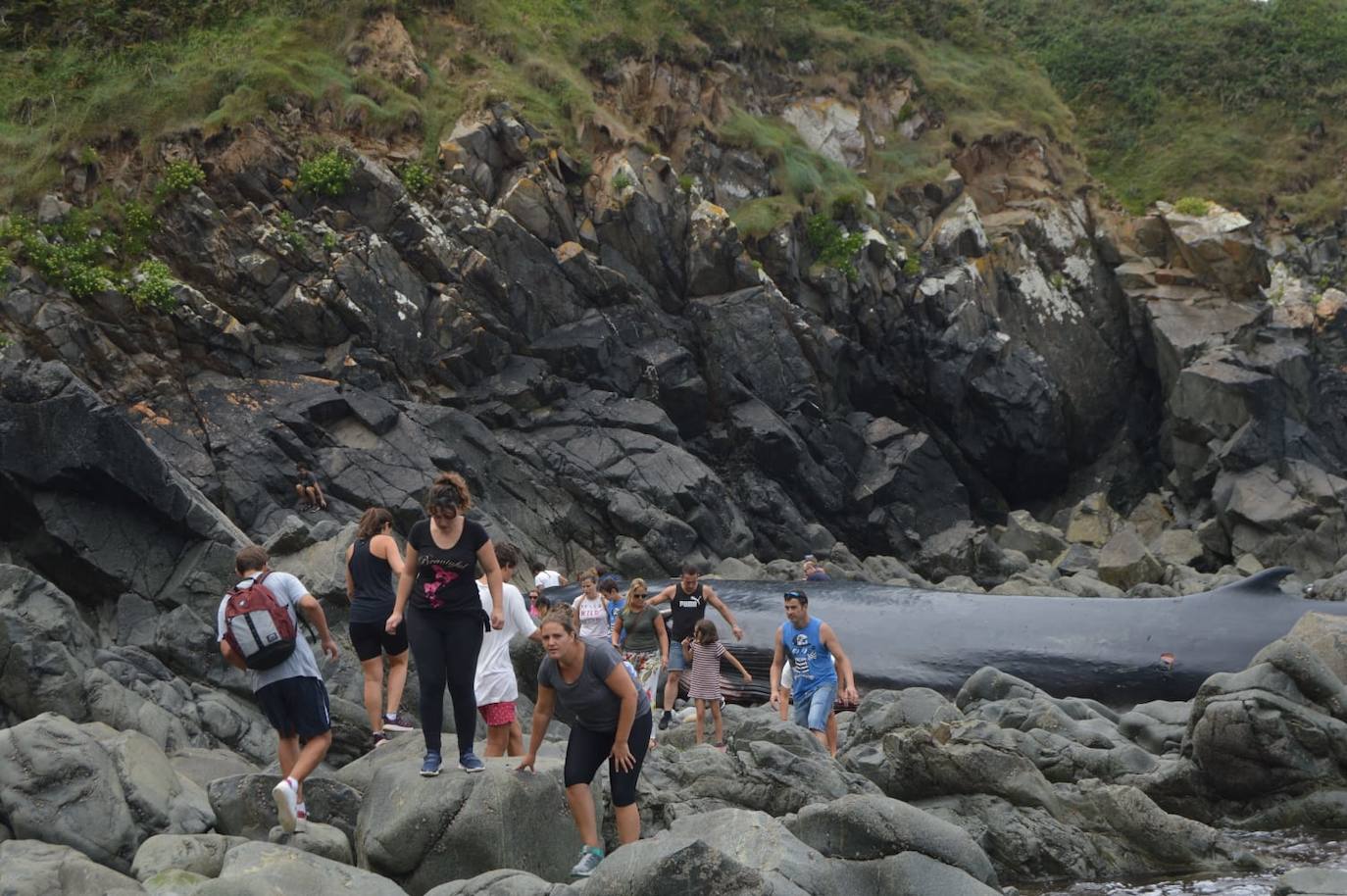 El cetáceo apareció varado al este de la cala del Figo, muy cerca de la parroquia de Salave. Aunque llegó viva a la costa asturiana, acabó falleciendo. Su cuerpo será trasladado a a las instalaciones de Cogersa, donde se le practicará una necropsia con la que esclarecer las causas de su fallecimiento.