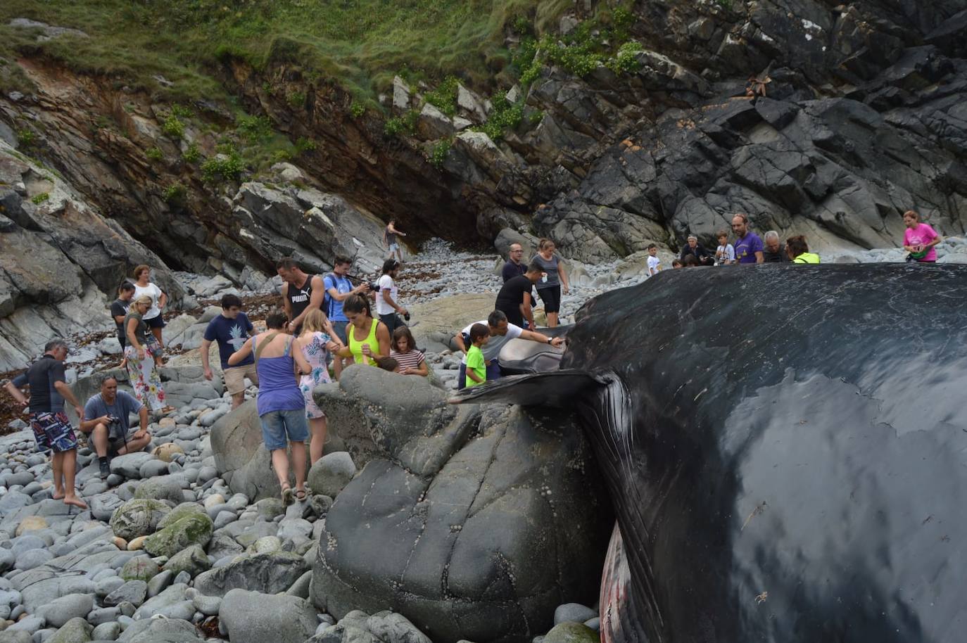 El cetáceo apareció varado al este de la cala del Figo, muy cerca de la parroquia de Salave. Aunque llegó viva a la costa asturiana, acabó falleciendo. Su cuerpo será trasladado a a las instalaciones de Cogersa, donde se le practicará una necropsia con la que esclarecer las causas de su fallecimiento.