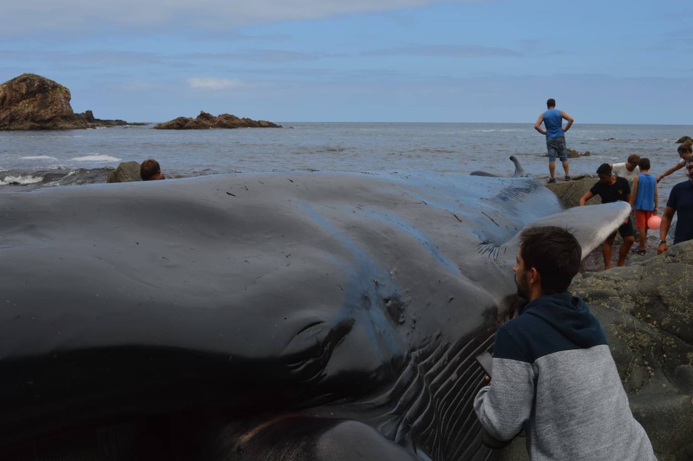 El cetáceo apareció varado al este de la cala del Figo, muy cerca de la parroquia de Salave. Aunque llegó viva a la costa asturiana, acabó falleciendo. Su cuerpo será trasladado a a las instalaciones de Cogersa, donde se le practicará una necropsia con la que esclarecer las causas de su fallecimiento.