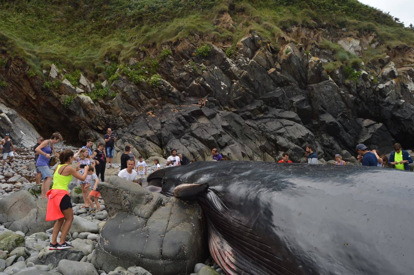 El cetáceo apareció varado al este de la cala del Figo, muy cerca de la parroquia de Salave. Aunque llegó viva a la costa asturiana, acabó falleciendo. Su cuerpo será trasladado a a las instalaciones de Cogersa, donde se le practicará una necropsia con la que esclarecer las causas de su fallecimiento.