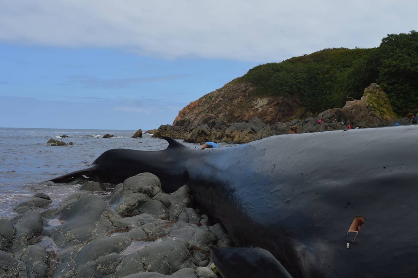 El cetáceo apareció varado al este de la cala del Figo, muy cerca de la parroquia de Salave. Aunque llegó viva a la costa asturiana, acabó falleciendo. Su cuerpo será trasladado a a las instalaciones de Cogersa, donde se le practicará una necropsia con la que esclarecer las causas de su fallecimiento.