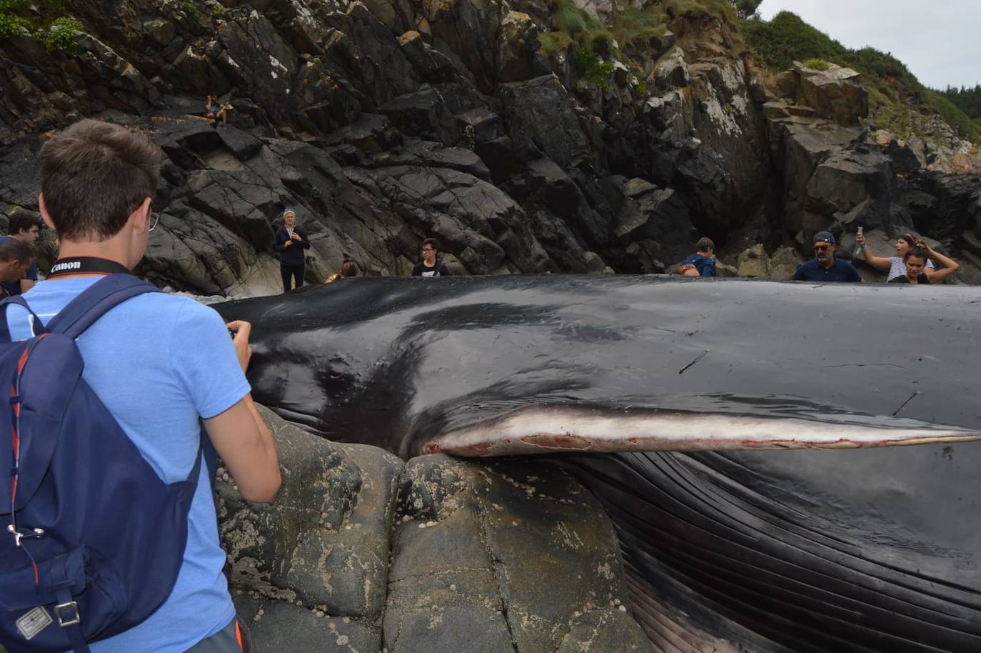 El cetáceo apareció varado al este de la cala del Figo, muy cerca de la parroquia de Salave. Aunque llegó viva a la costa asturiana, acabó falleciendo. Su cuerpo será trasladado a a las instalaciones de Cogersa, donde se le practicará una necropsia con la que esclarecer las causas de su fallecimiento.