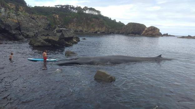 La ballena quedó varada en la cala del Figo. Quienes estaban en la zona se acercaron a ver el ejemplar. 