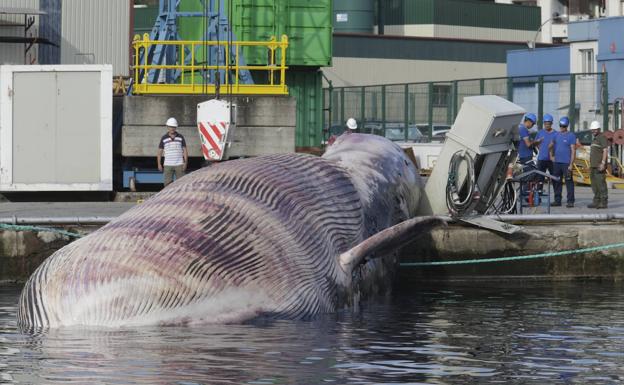 Complicado rescate de la ballena en el puerto de Navia