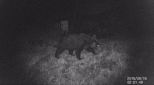 Las cámaras de seguridad grabaron al oso en una parcela con colmenas en Lena. 