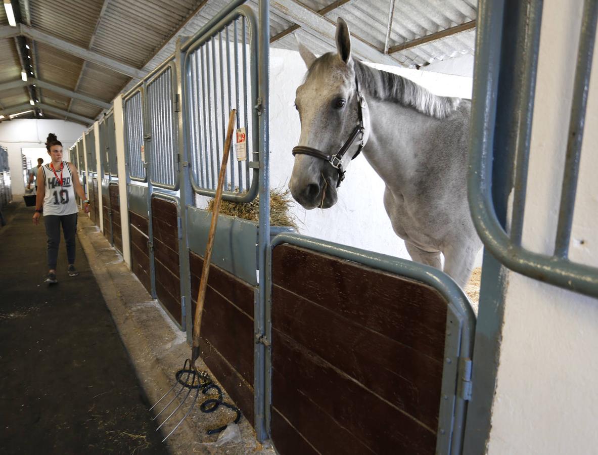 El Hipódromo Municipal de Las Mestas acogerá el Concurso de Saltos Internacional de Gijón del 29 de agosto al 2 de septiembre