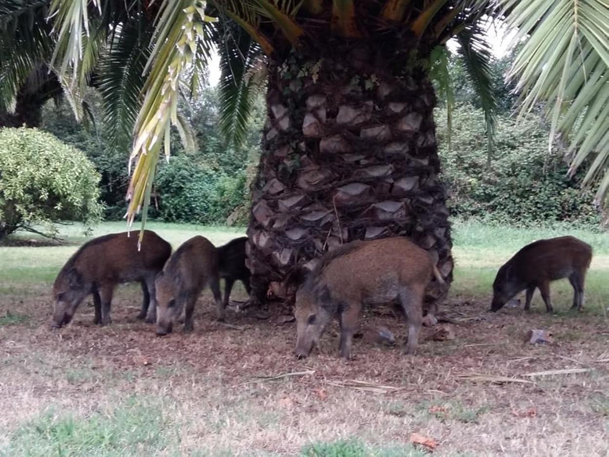 Cinco jabalíes se paseaban por Salinas en la zona de la calle Piñole. 