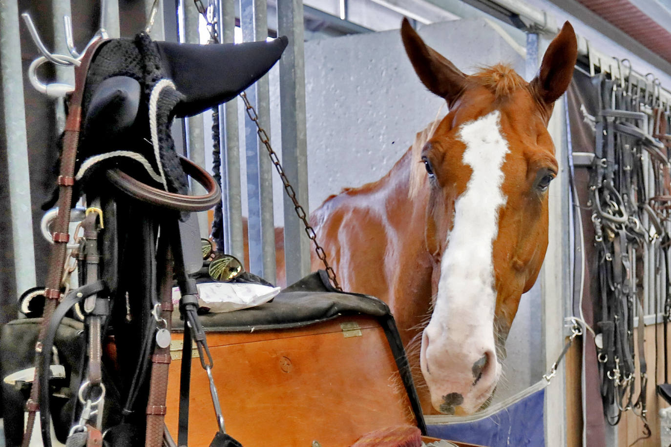 Fotos: El trabajo que no se ve en el Hípico de Gijón