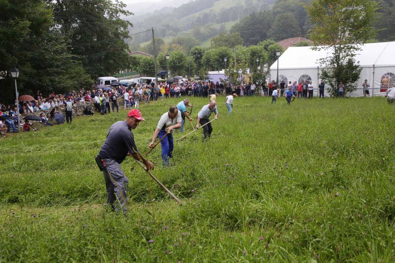 Cientos de personas disfrutaron en Benia de Onís de los concursos de siega, cabruñu y sábanu, así como la carrera en madreñes, en la Fiesta del Segador. 