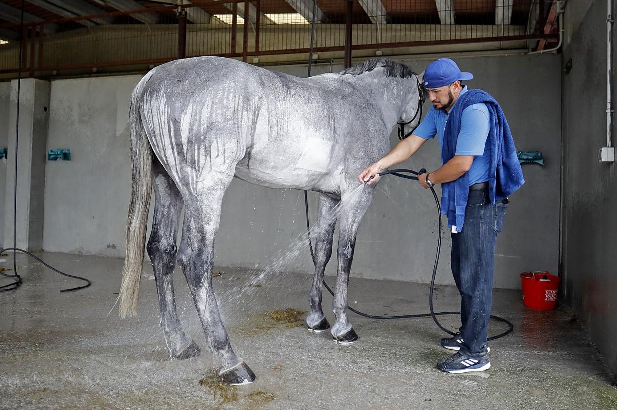 Un mozo da un baño a uno de los caballos. 