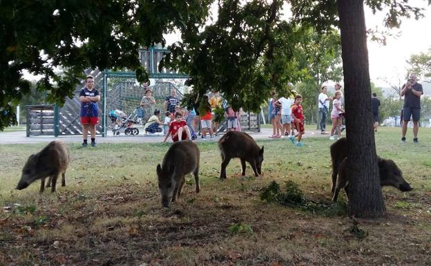 os jabalís este jueves en el parque de La Deva de Salinas. 