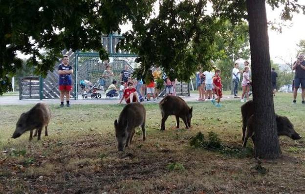 Los primeros se vieron ayer pastando en la avenida del Campón. 