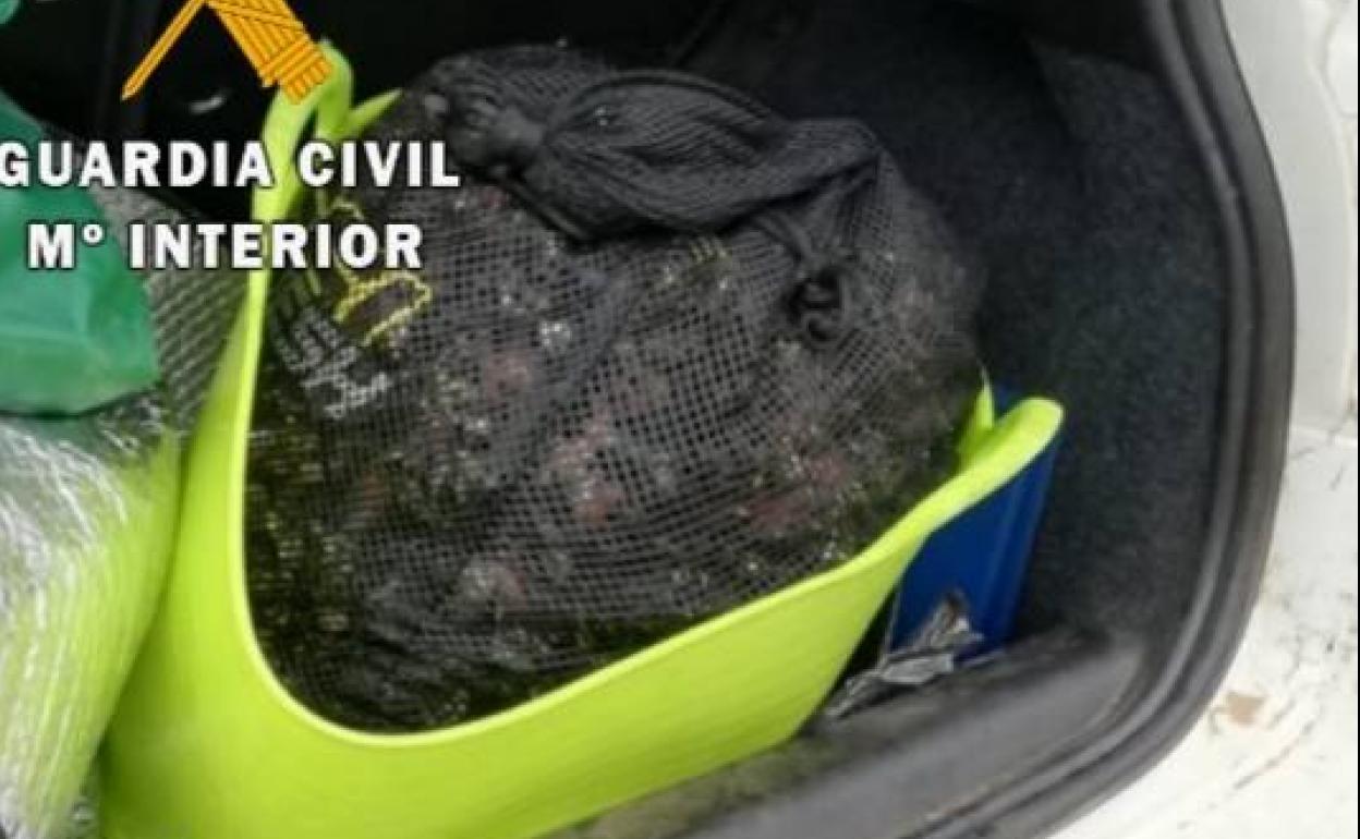 Incautan 25 kilos de percebes a dos furtivos en Tapia de Casariego