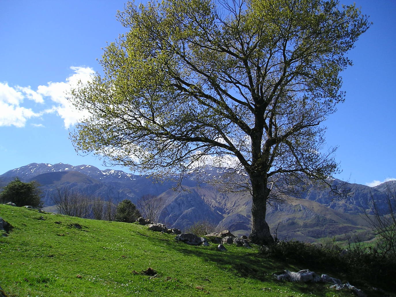 En pleno corazón del Parque Natural, los vecinos del Pueblo Ejemplar de Asturias 2019 disfrutan a diario de una de las estampas más bonitas del picu Urriellu. 