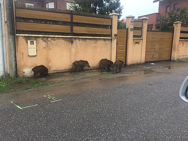 Los jabalíes caminan por las calles de Salinas como si de un vecino más se tratara. 