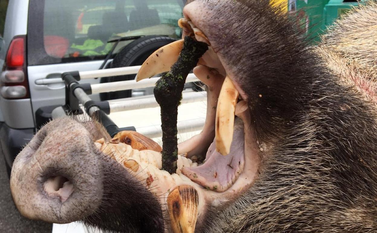 El jabalí tenía unos colmillos de unos nueve centímetros. 