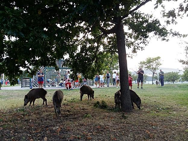 Niños y mayores observan a los jabalíes en el parque de La Deva de Salinas. 