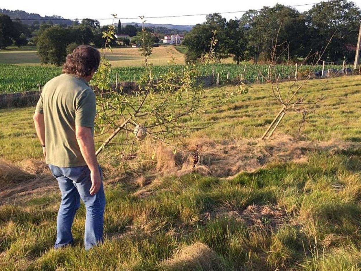 Uno de los nidos de la avispa asiática retirados en Nava. 