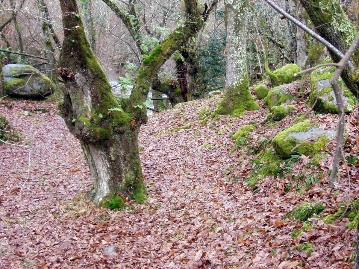 Arboreto de Miera (Piloña)