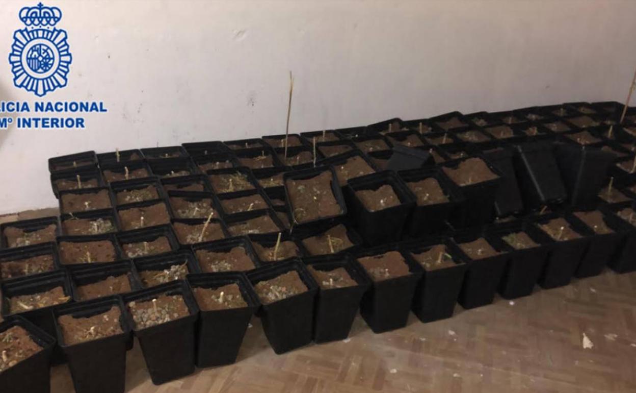 Detenido por cultivar una plantación de marihuana en un bajo de Gijón