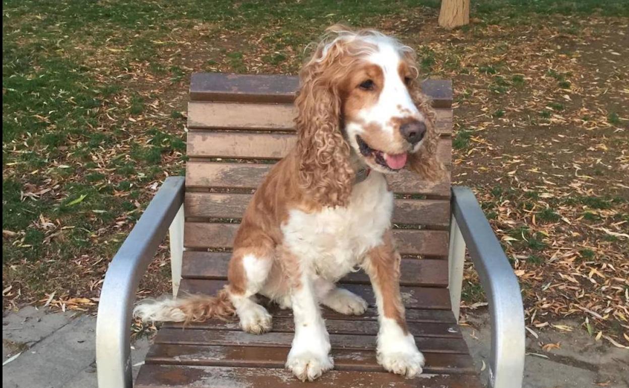 Juan, el perro perdido en Cangas de Onís.