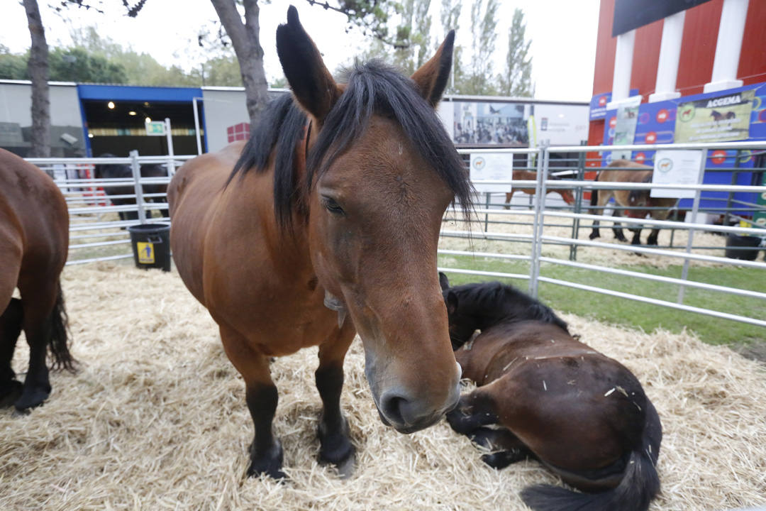 La Feria del Campo y las Industrias Agrícolas, Ganaderas, Forestales y Pesqueras (Agropec) se celebra en el recinto ferial Luis Adaro de Gijón hasta el domingo.