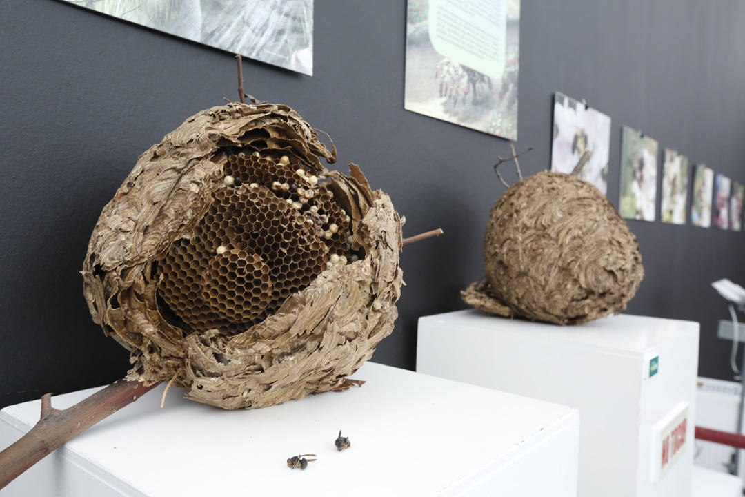 La Feria del Campo y las Industrias Agrícolas, Ganaderas, Forestales y Pesqueras (Agropec) se celebra en el recinto ferial Luis Adaro de Gijón hasta el domingo.