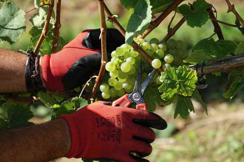 Fotos: Cinco toneladas de uva parraguesa
