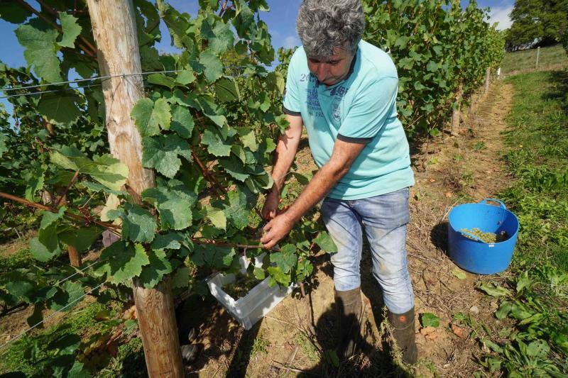 Fotos: Cinco toneladas de uva parraguesa