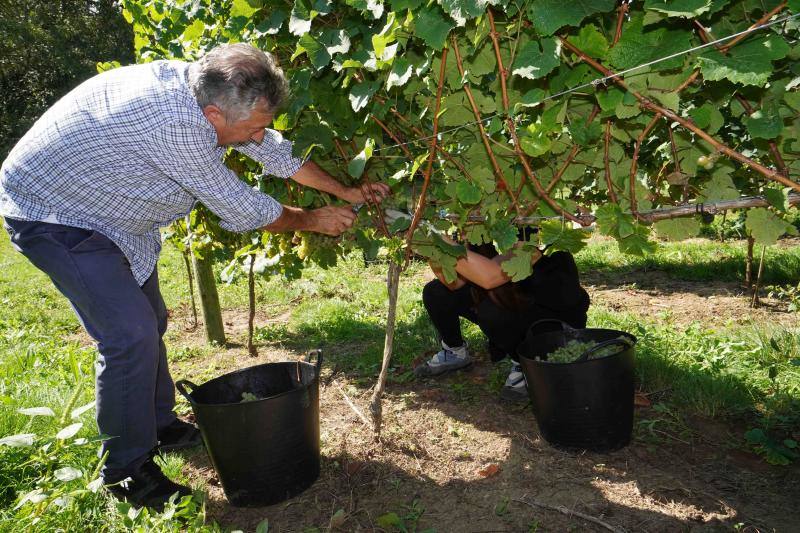 Fotos: Cinco toneladas de uva parraguesa