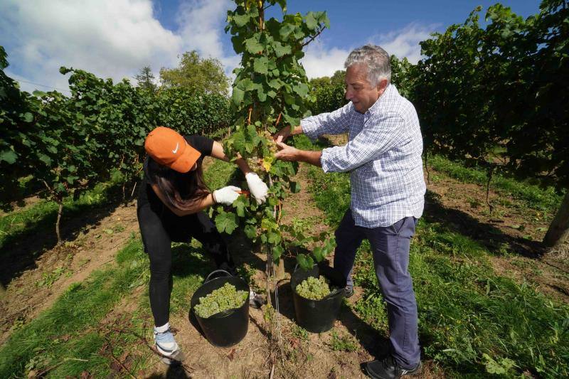 Fotos: Cinco toneladas de uva parraguesa