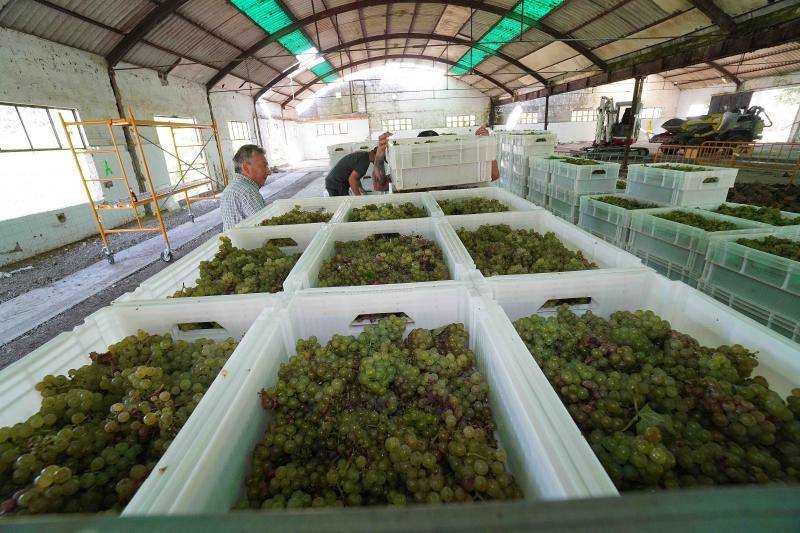 Fotos: Cinco toneladas de uva parraguesa