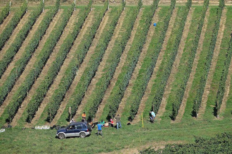 Fotos: Cinco toneladas de uva parraguesa