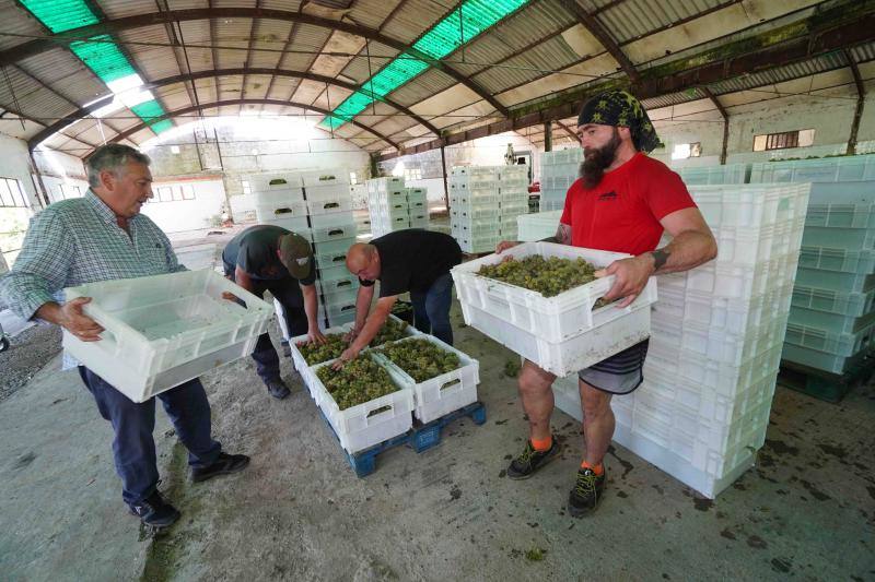 Fotos: Cinco toneladas de uva parraguesa