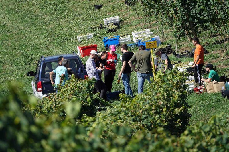 Fotos: Cinco toneladas de uva parraguesa