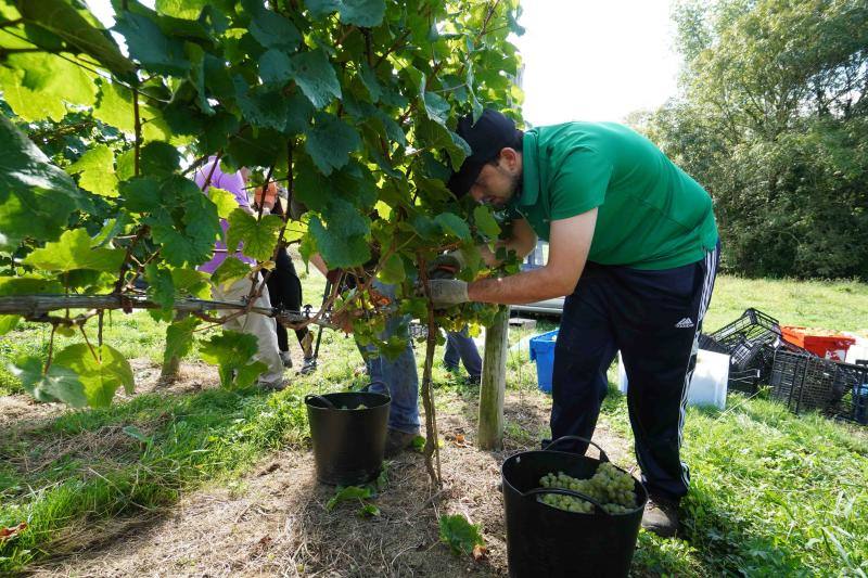 Fotos: Cinco toneladas de uva parraguesa