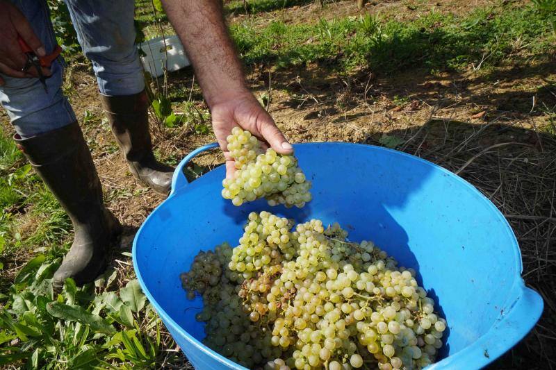 Fotos: Cinco toneladas de uva parraguesa