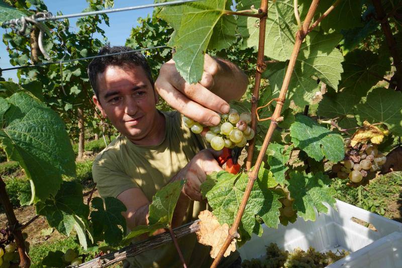 Fotos: Cinco toneladas de uva parraguesa