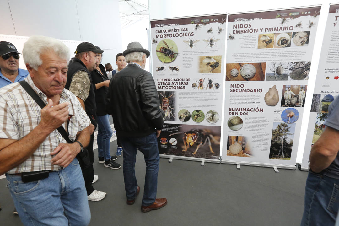 El recinto ferial Luis Adaro de Gijón se ha convertido en el mejor escaparate para los productos del campo asturiano. La agricultura y la ganadería, de ayer y de hoy, están representadas en un certamen atractivo para pequeños y mayores.