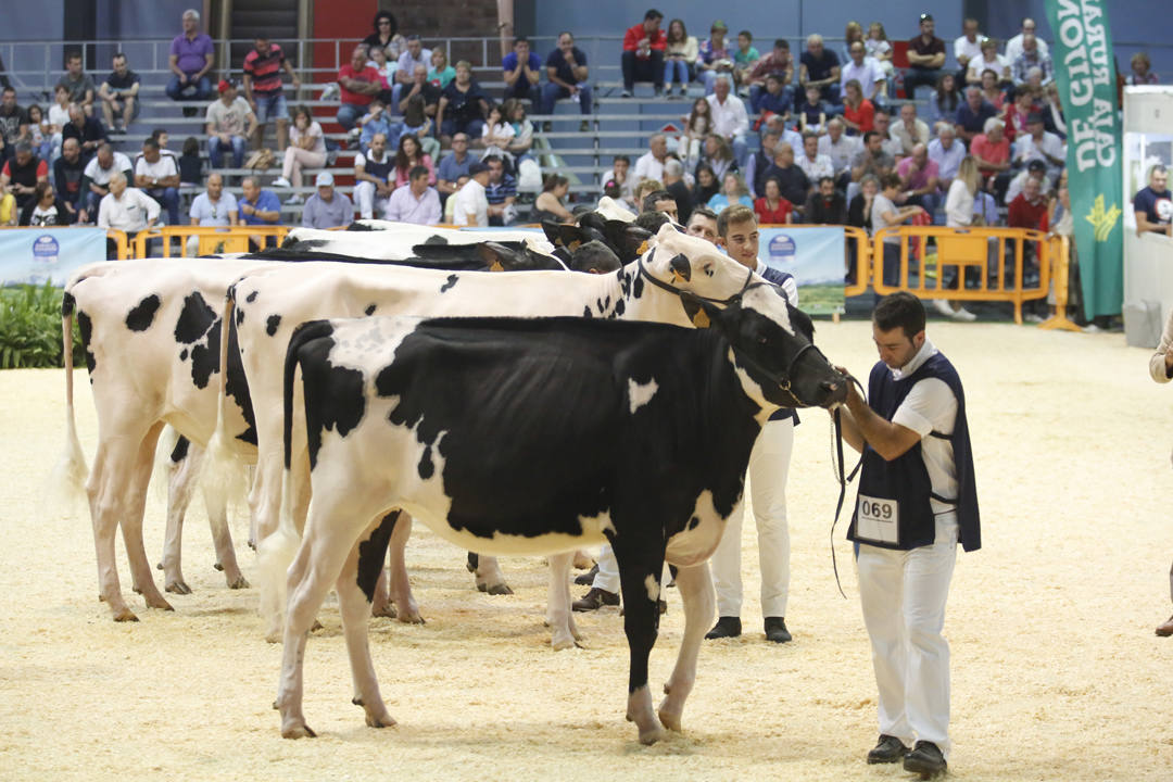 El recinto ferial Luis Adaro de Gijón se ha convertido en el mejor escaparate para los productos del campo asturiano. La agricultura y la ganadería, de ayer y de hoy, están representadas en un certamen atractivo para pequeños y mayores.