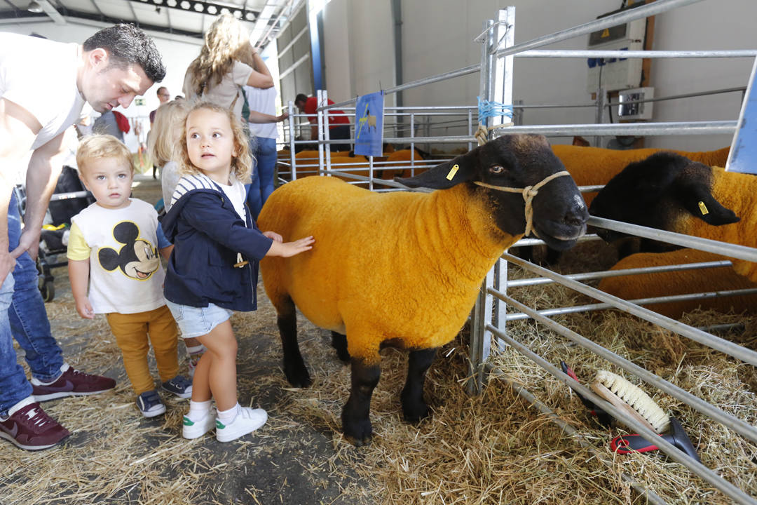 El recinto ferial Luis Adaro de Gijón se ha convertido en el mejor escaparate para los productos del campo asturiano. La agricultura y la ganadería, de ayer y de hoy, están representadas en un certamen atractivo para pequeños y mayores.