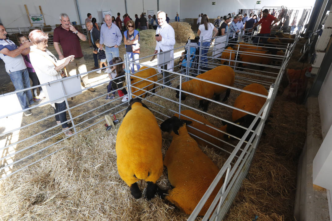 El recinto ferial Luis Adaro de Gijón se ha convertido en el mejor escaparate para los productos del campo asturiano. La agricultura y la ganadería, de ayer y de hoy, están representadas en un certamen atractivo para pequeños y mayores.