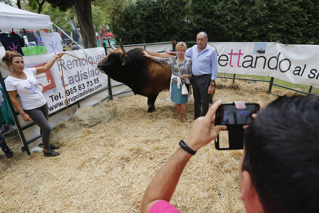 Deportes y juegos tradicionales, concurso de ganado, degustación de sidra y otros productos autóctonos han puesto el broche a la edición de este año de la feria del campo asturiano, Agropec.