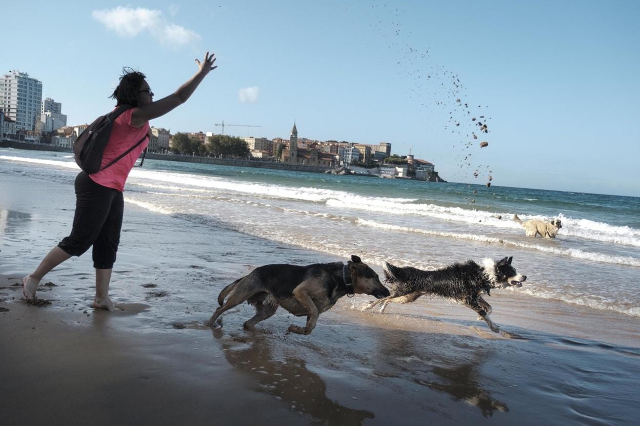 Los perros retornan a la playa de San Lorenzo