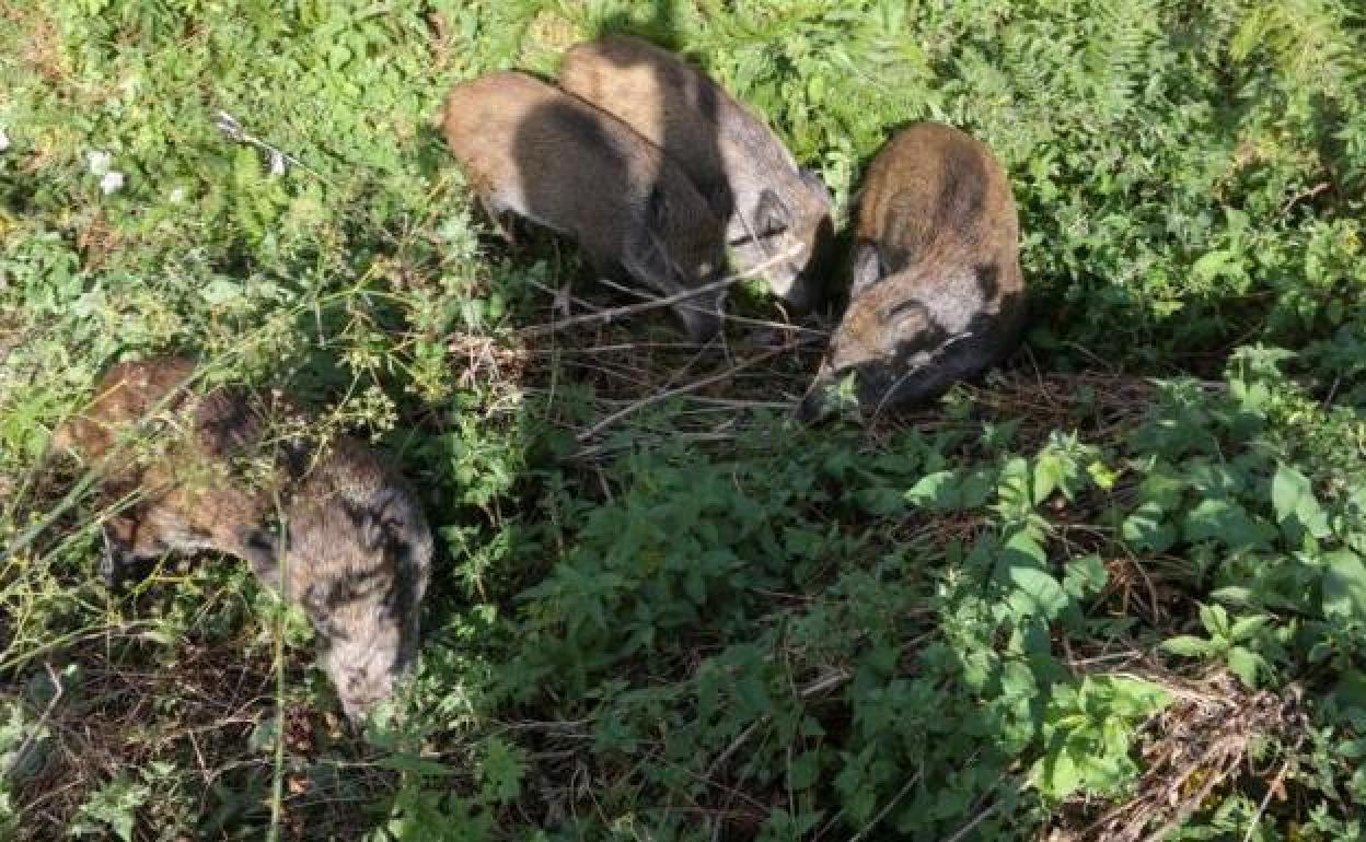 Dos de los jabalíes capturados esta noche por Anadel. 
