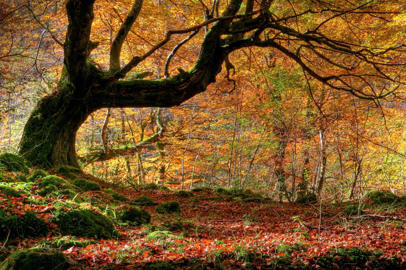 Otoño en un bosque en Pajares.